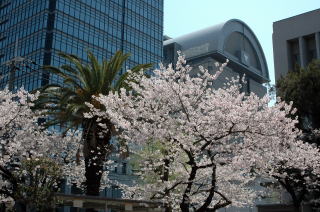 市役所庁舎と桜