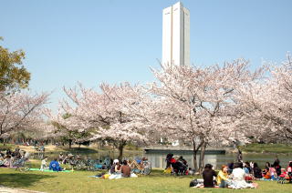 大仙公園の花見